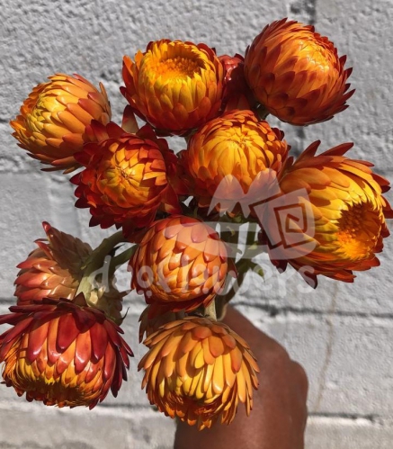 strawflower orange