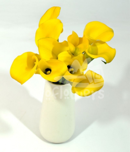 mini calla yellow