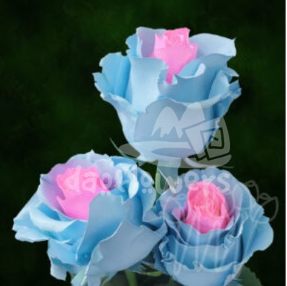 PX 24 light blue light pink PNT