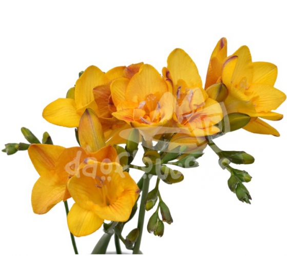 freesia yellow