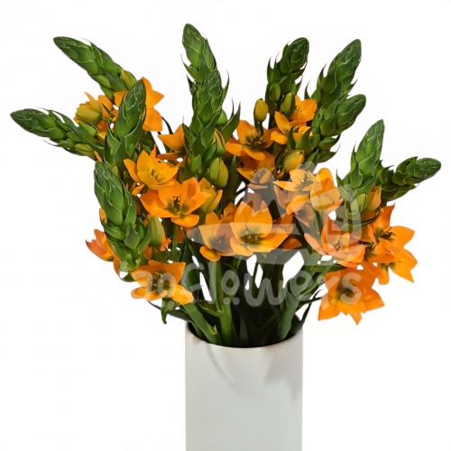 ornithogalum orange