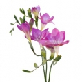 freesia lila