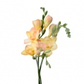 freesia light peach