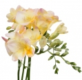 freesia cream
