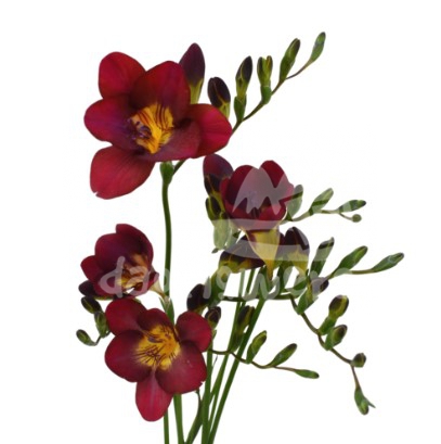 freesia red