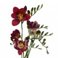 freesia red
