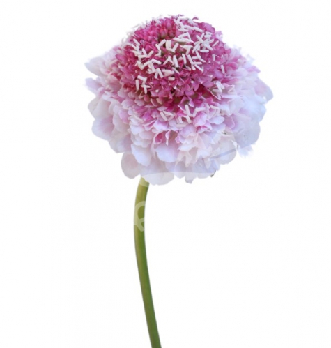 hoop scoop strawberry