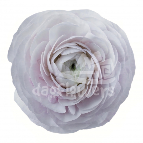 Success Cloni Nebbia Reserve