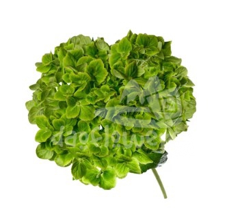 safari green natural