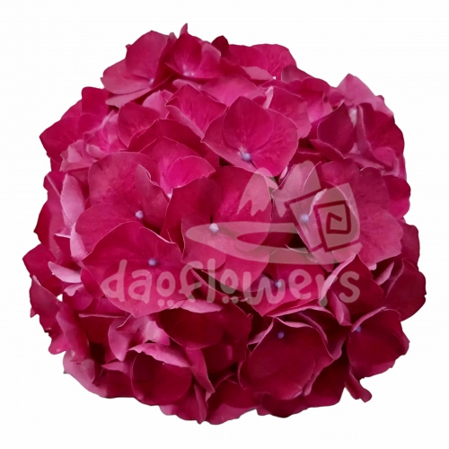 Ibis Escarlata dutch