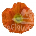 poppy arancio