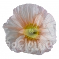 poppy rosa chiaro