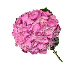 scarlet purple natural