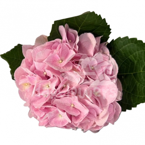 Pink Progress natural