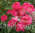 harmonie cerise*