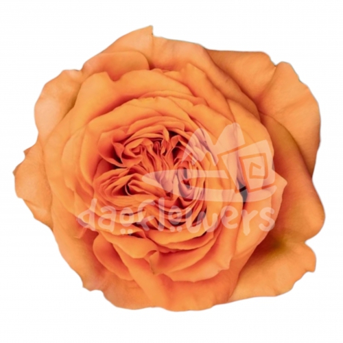 exotix orange