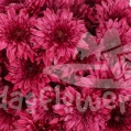 Lamira Red spray