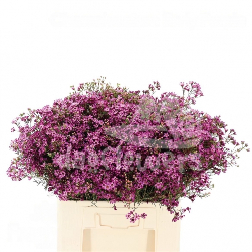 Early Purple