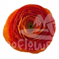 elegance Clementine Signature