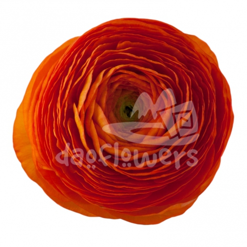 elegance Clementine Standard