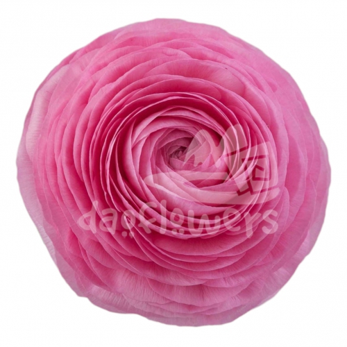 elegance Rosa Reserve