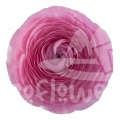 elegance Rosa Chiaro Signature