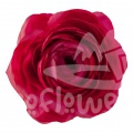 elegance hot pink Standard