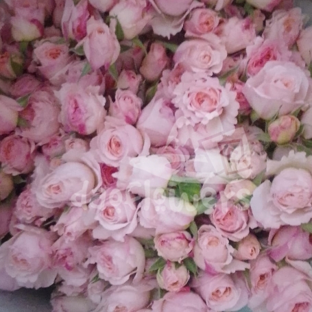 tambuzi pink*