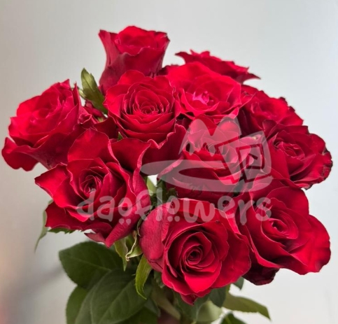 red mornach
