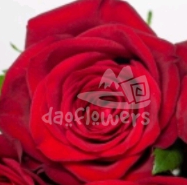 exciting red