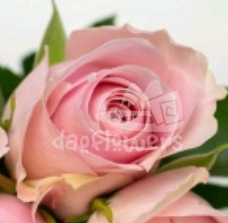 organza