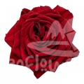 gran corazon