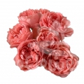 coral velvet*