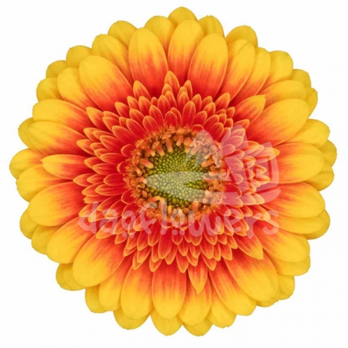 Ariba